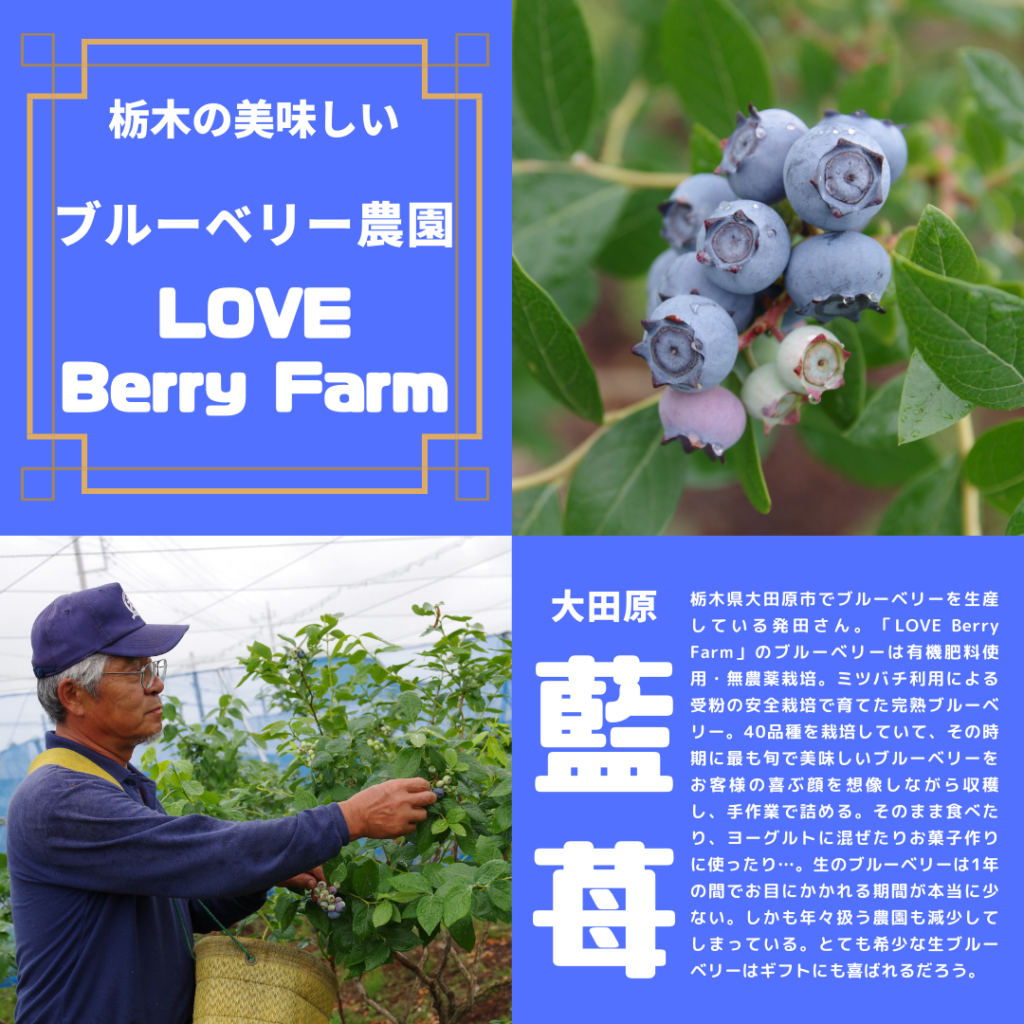 ブルーベリー農園 ・LOVE Berry Farm