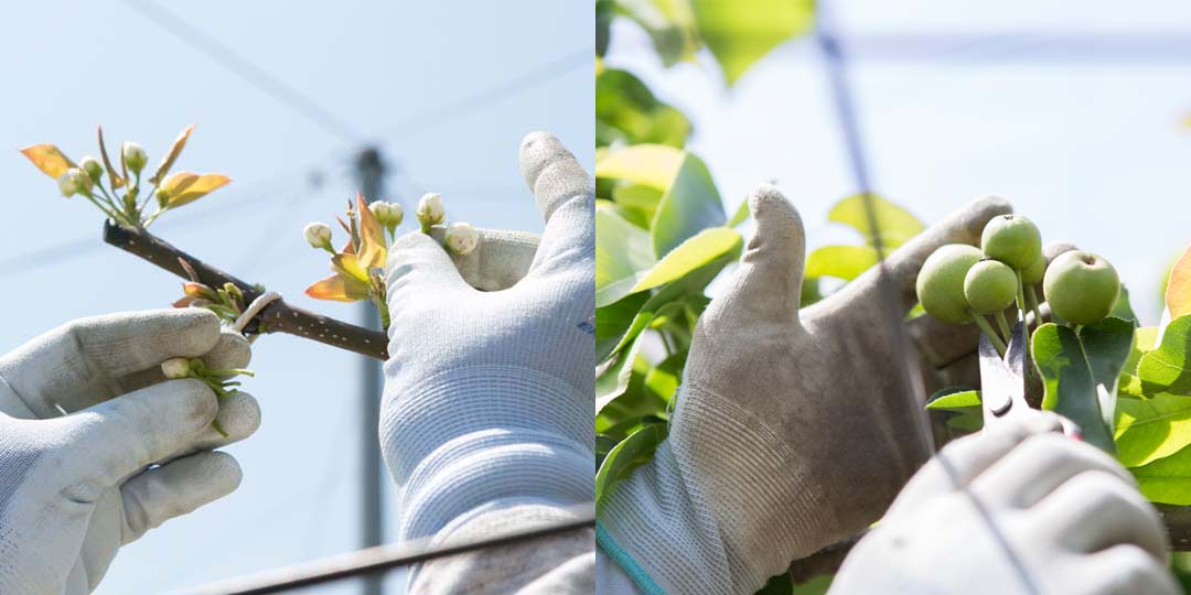鈴木梨園 摘花と摘果