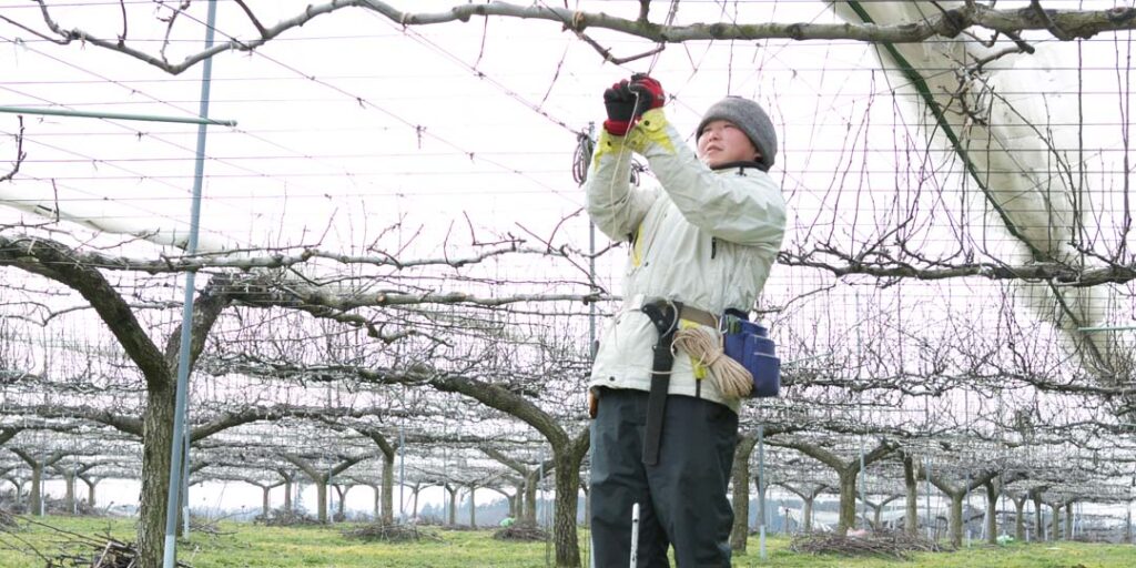 鈴木梨園 梨畑の剪定と誘引作業
