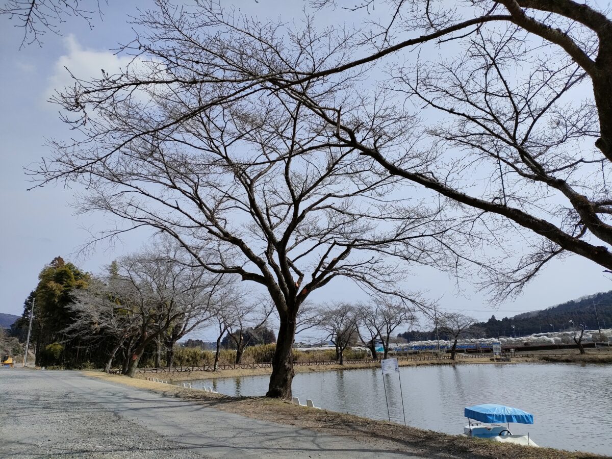 鹿沼錦鯉公園の３月上旬の桜