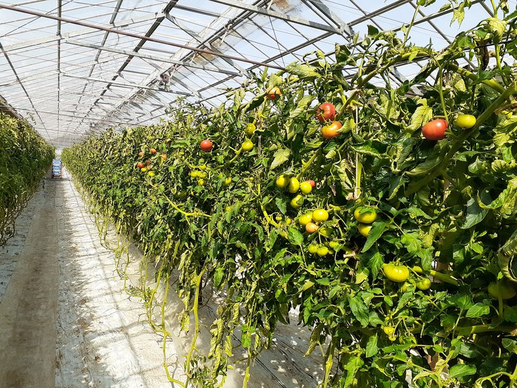 岡本トマト園のぜいたくトマト畑