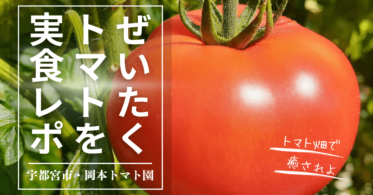 岡本トマト園ぜいたくトマトを実食レポ 編集ブログアイキャッチ