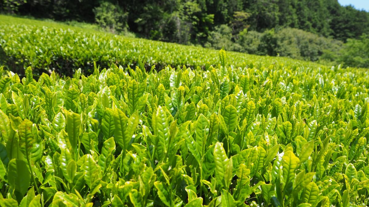 烏山製茶工場_茶畑