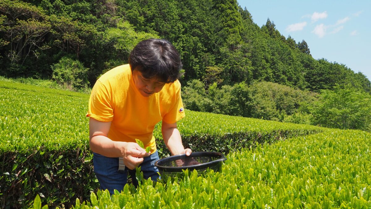 烏山製茶工場_新茶を摘む清水和行さん
