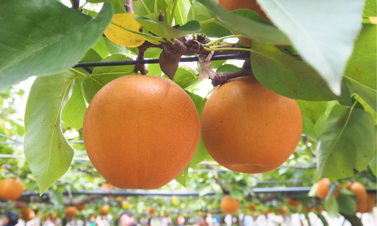 山口果樹園_感謝祭_2025_にっこり梨