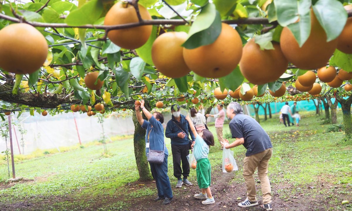 山口果樹園_感謝祭_2025_にっこり梨収穫体験