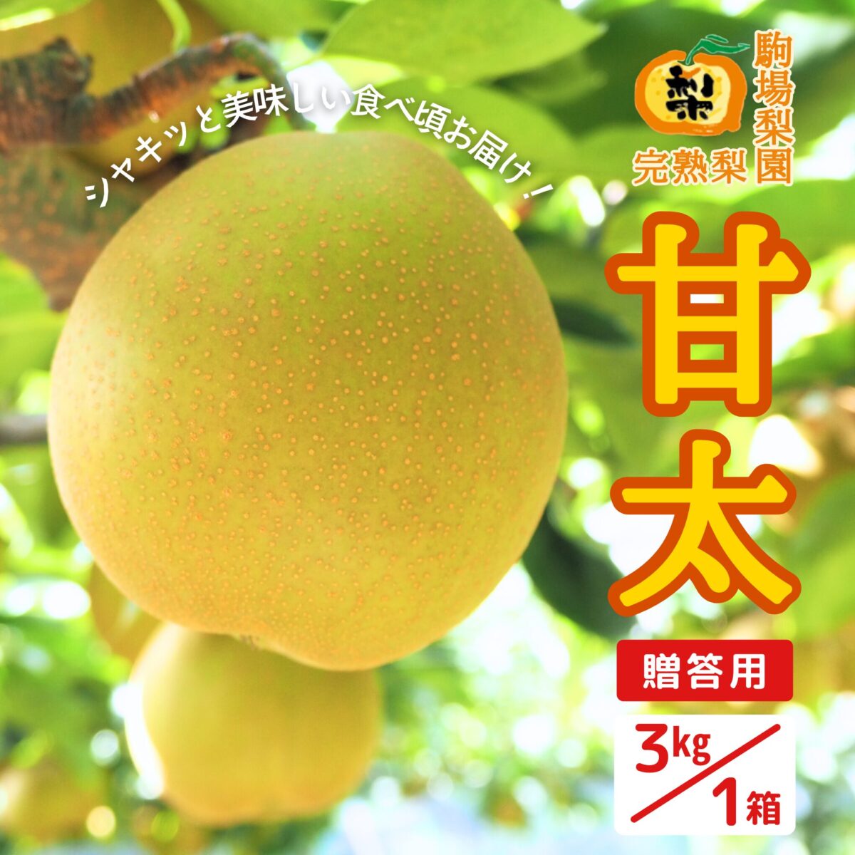 駒場梨園_商品_甘太3kg