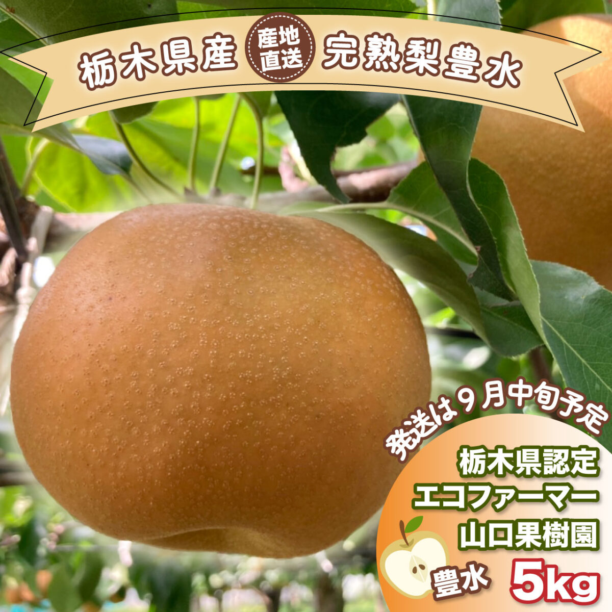 山口果樹園_商品_豊水