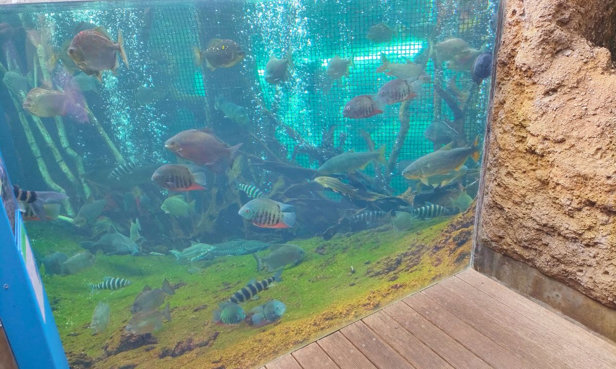 なかがわ水遊園_水槽