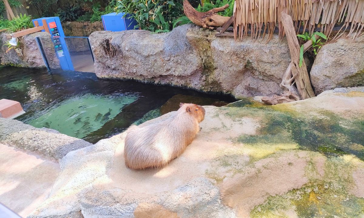 なかがわ水遊園_カピバラ背中