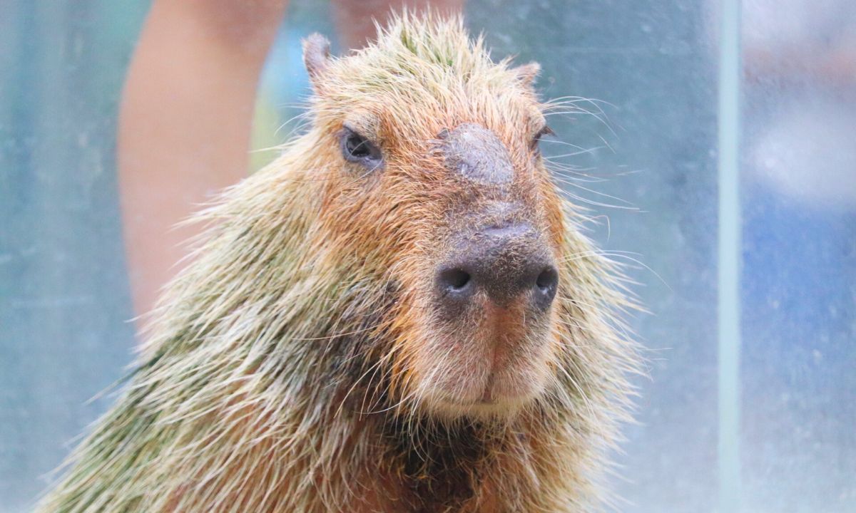 なかがわ水遊園_カピバラ正面