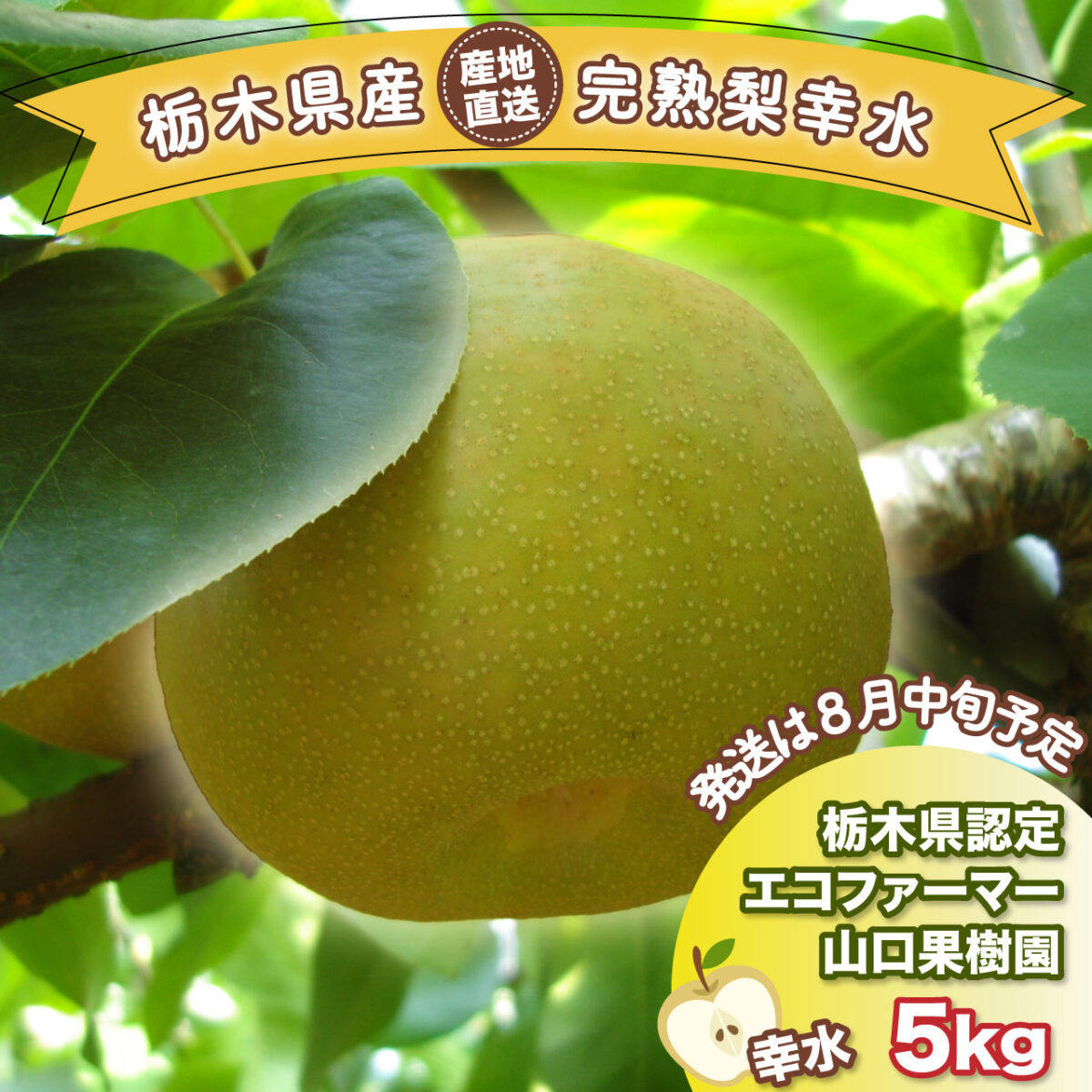 山口果樹園幸水