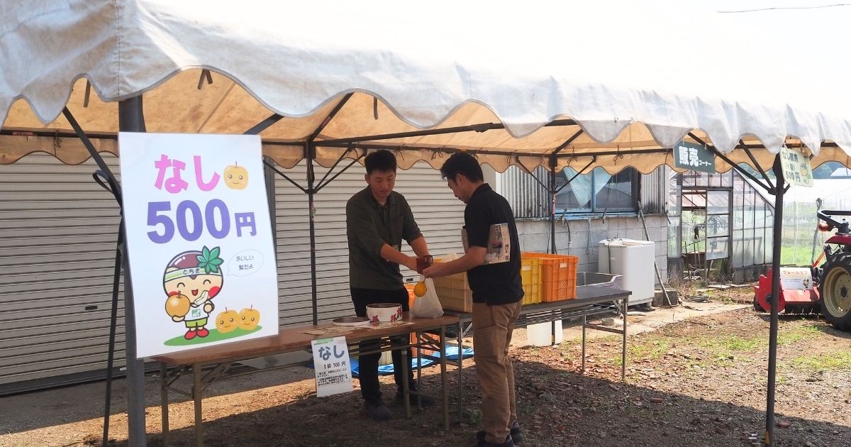 栃木農業総合研究センター公開デー_幸水梨1袋500円で販売